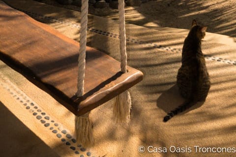 Betty, one of the friendly outdoor cats on the premises at Casa Oasis Troncones
