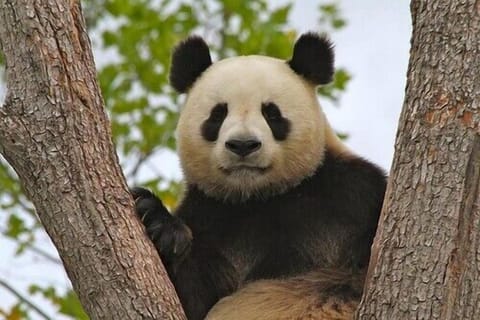 The new arrival at Zoo parc de Beauval