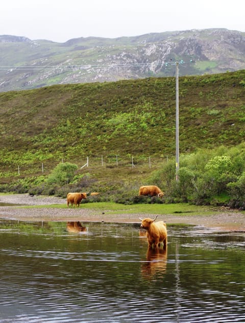 A regular scene from the road to Durness