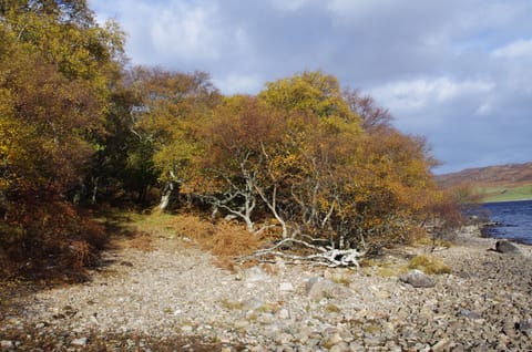 Autumn colours on a walk along a local loch shore.