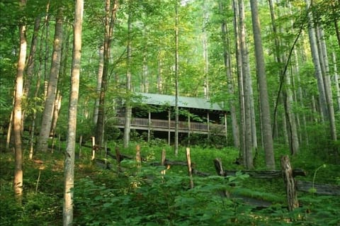 A quiet woodland setting