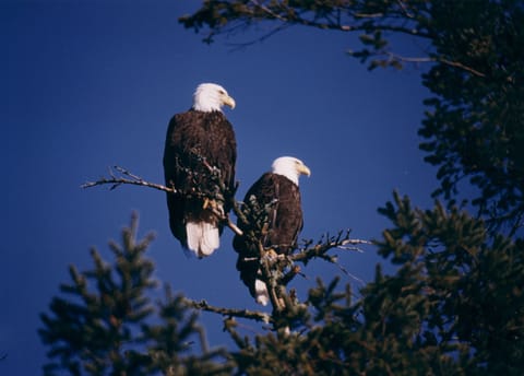 Bald Eagles are almost always sitting in the trees on our property!