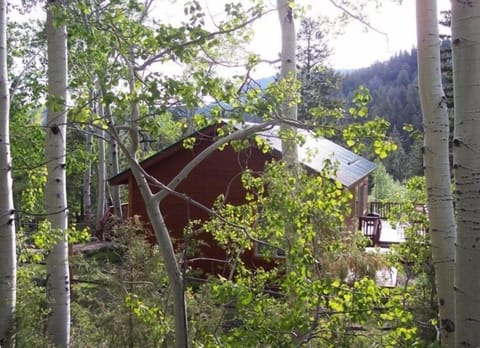 Spruce Ridge Cabin in the aspens surrounded by National Forest summertime