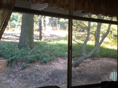 View from bedroom window