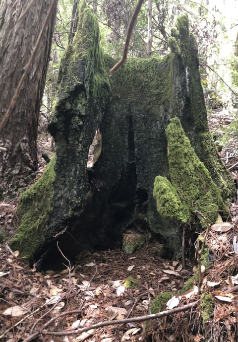 Remnants of old redwoods