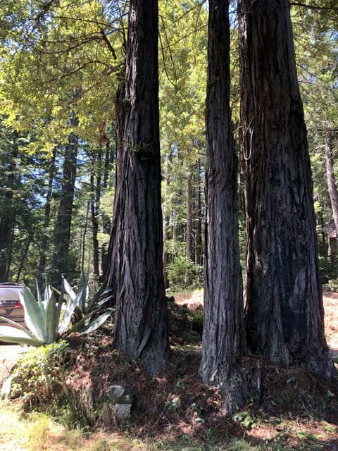 We have our own ferry ring right next to the house.