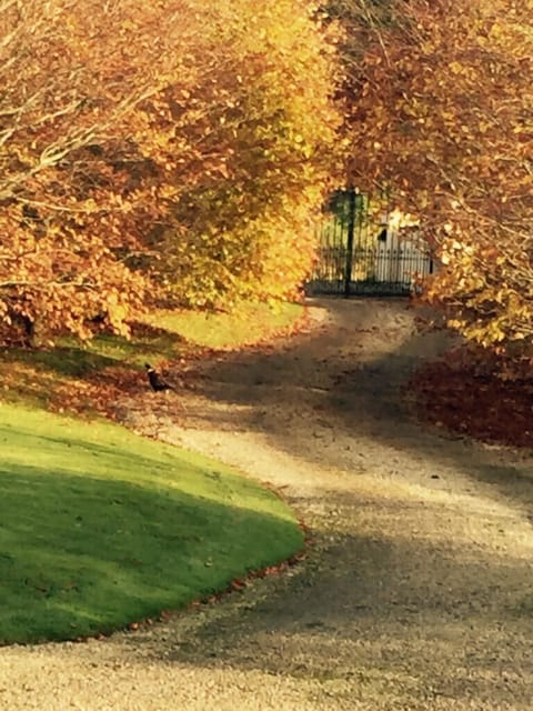 Beech Tree Lined Driveway