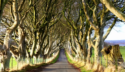 The world famous Dark Hedges are only 10 miles from Meadow cottage
