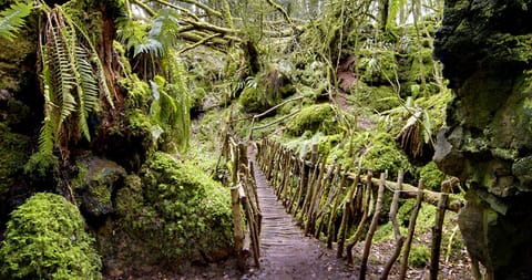 Puzzlewood