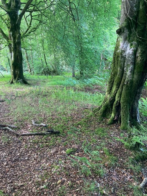 The woods at the back 