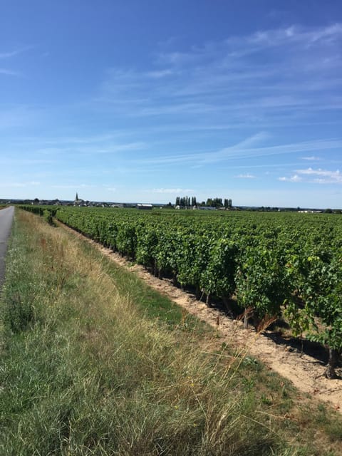 Bourgueil vineyards produce our local wine.