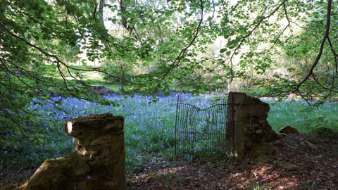 Bluebells in the old cemetery.