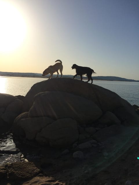 Early morning fun with the dogs at Folsom Lake.