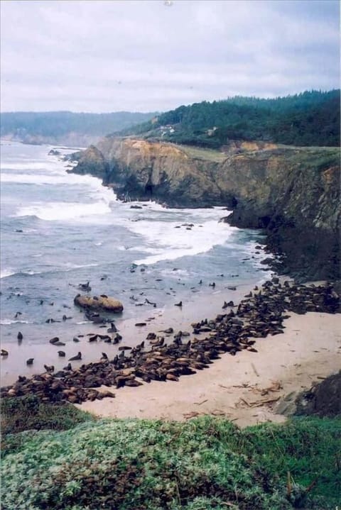 Sea Lions on the north beach