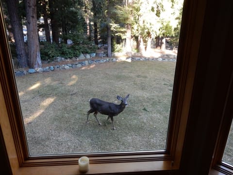 Frequent visitors passing through.