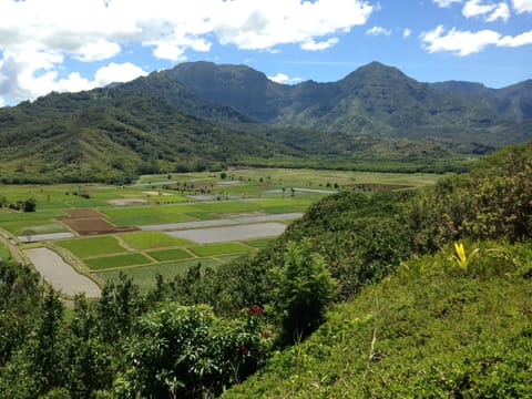 Hanalei Taro Fields