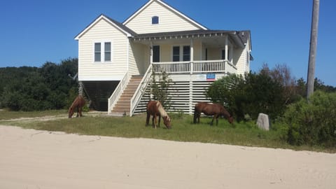 Enjoy wild horses at Corolla Beach Cottage