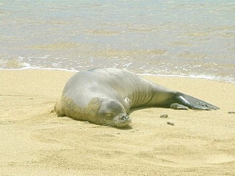 A monk seal resting at Lawai Beach.