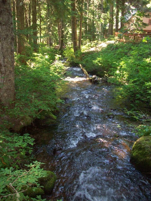 Backyard creek.