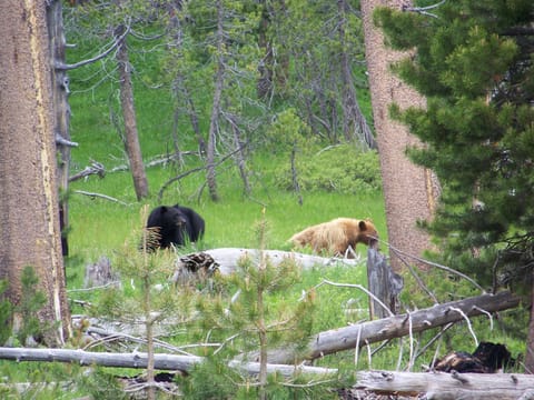Yosemite:  Sometimes Black Bears are blond