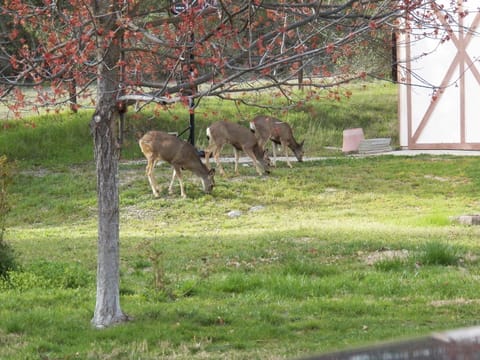 Deer visiting back yard