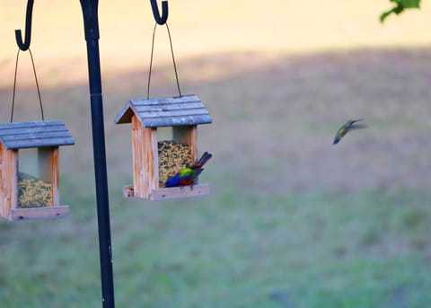 View from front porch, painted bunting and hummingbird in flight