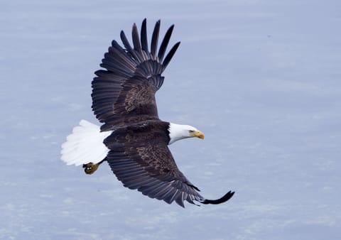 A eagle glides by the house's deck.