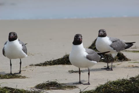 Sun loungers