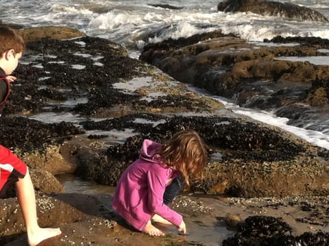 You can explore the tide pools out front during low tide