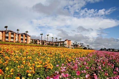 Carlsbad flower Fields