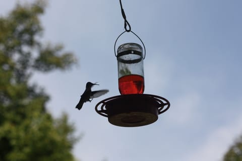 Our location is ideal for observing native wildlife.