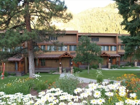 Front yard in the summer