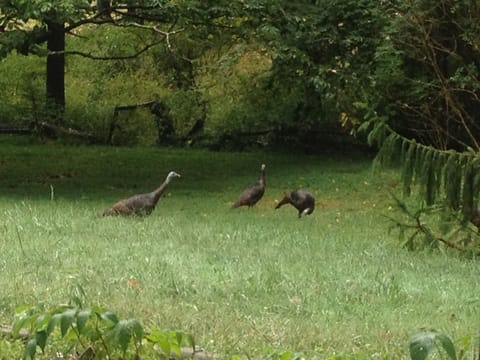 Wild turkeys stroll through the yard.