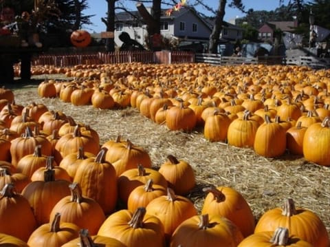 A familiar sight on the Coastside.