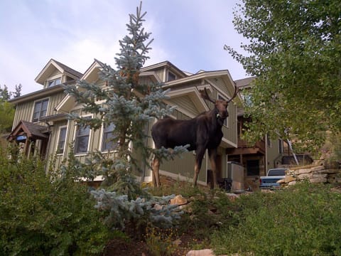 Another visiting moose