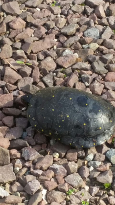 rare Spotted Turtle on driveway  April 2019