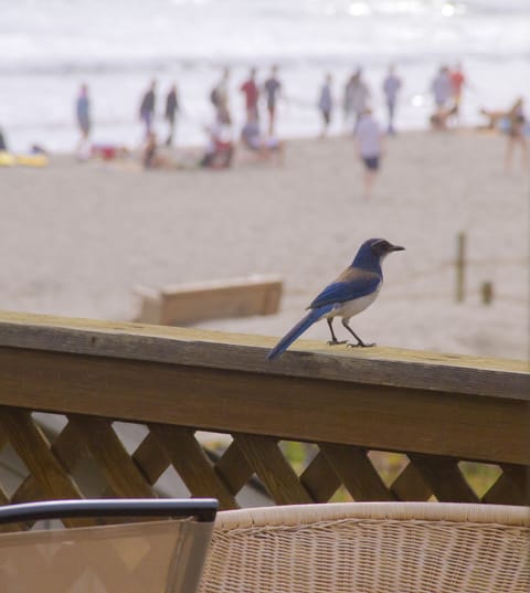 Beach nearby, sun loungers, beach towels