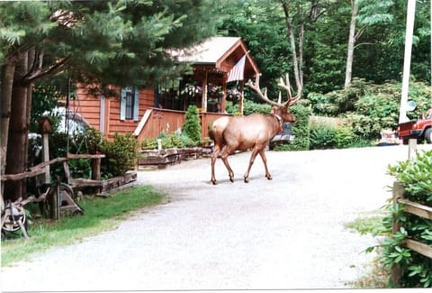 Bullwinkle coming for a visit