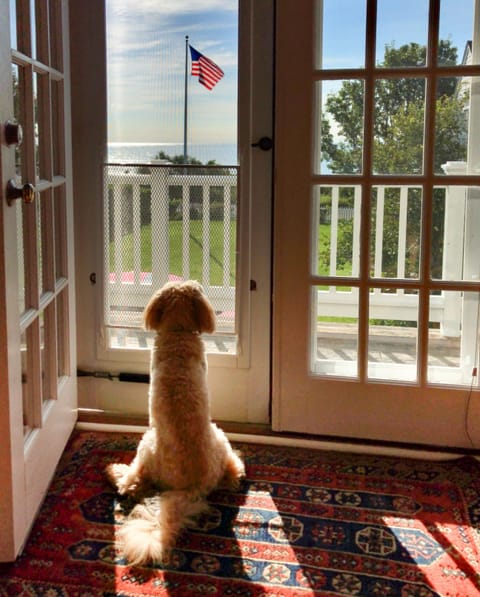 Mopsie, our Labradoodle, loves the view, too.