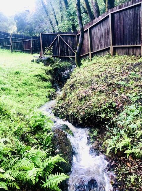 Creek during rainy season.