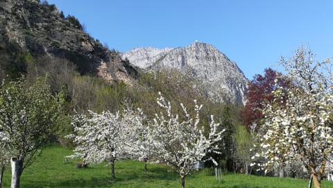 Valdieri, fruit trees in spring. 
