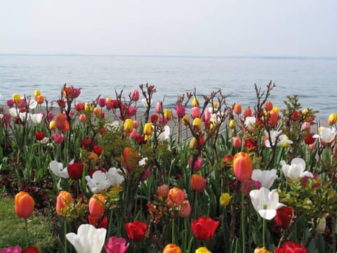 Tulips Spring-blooming in Bardolino