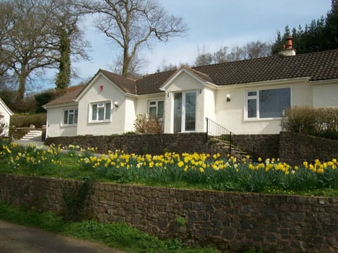 Daffodils at front of Sunnybank