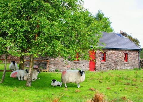 Sheep visiting one of 4 cottages in the Barralach 'village' and sheep farm