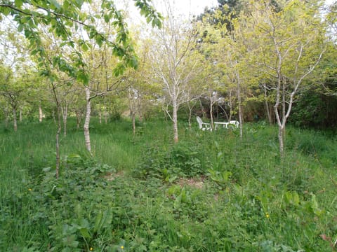 the woodland