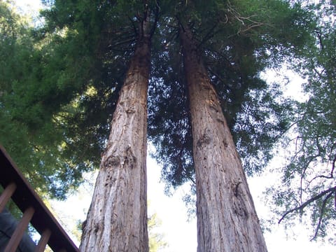 Large Redwoods in side yard, view from the hot tub