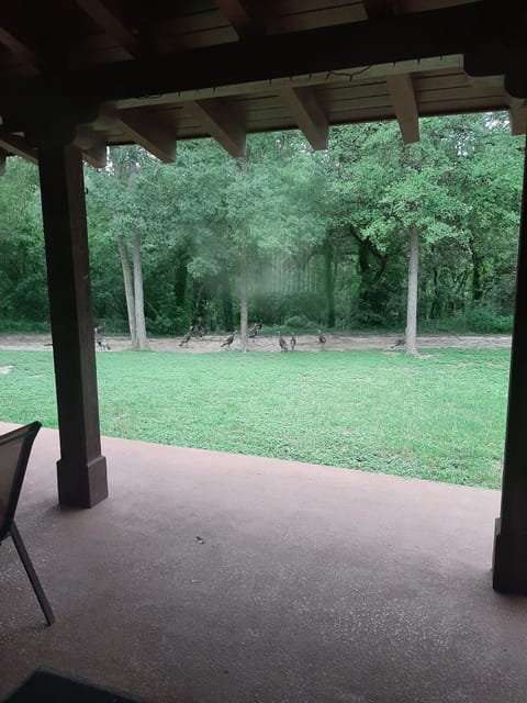 More frequent visitors. Flocks of turkeys show up quite often.