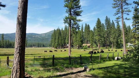 Meadow view from the back deck.  The cows are seasonal.