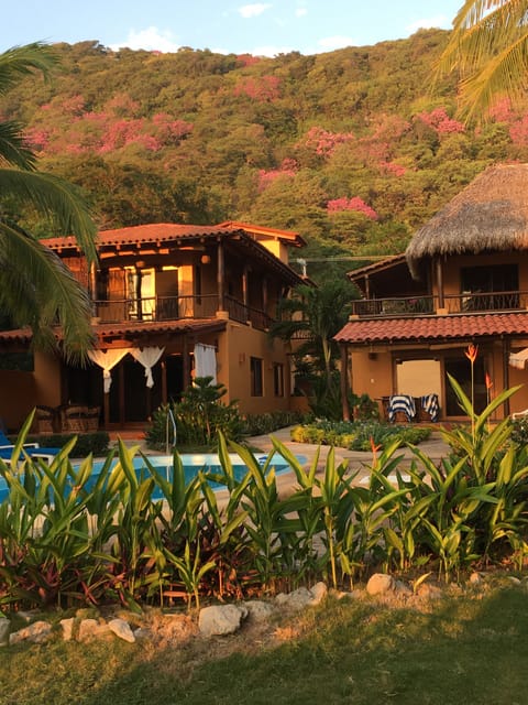 Blooming tropical oaks in the hills behind the casas...