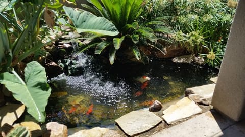 Feed the Koi fish with your own pond